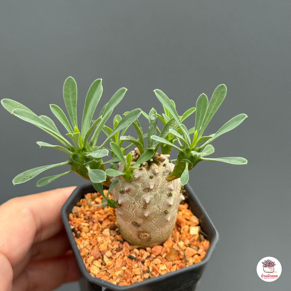คนป่า Euphorbia Japonica แคคตัส กระบองเพชร cactus&succulent - รูปที่ 5