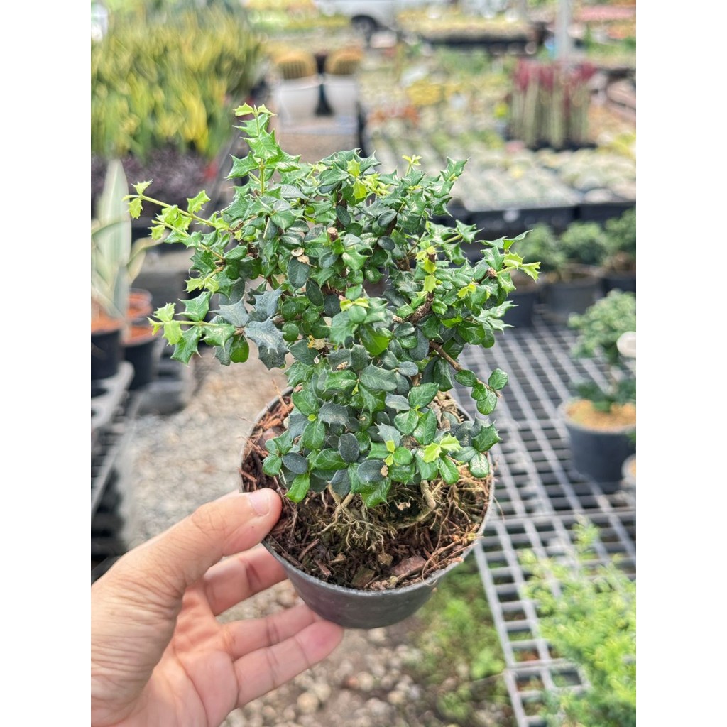 มุมมอง 3