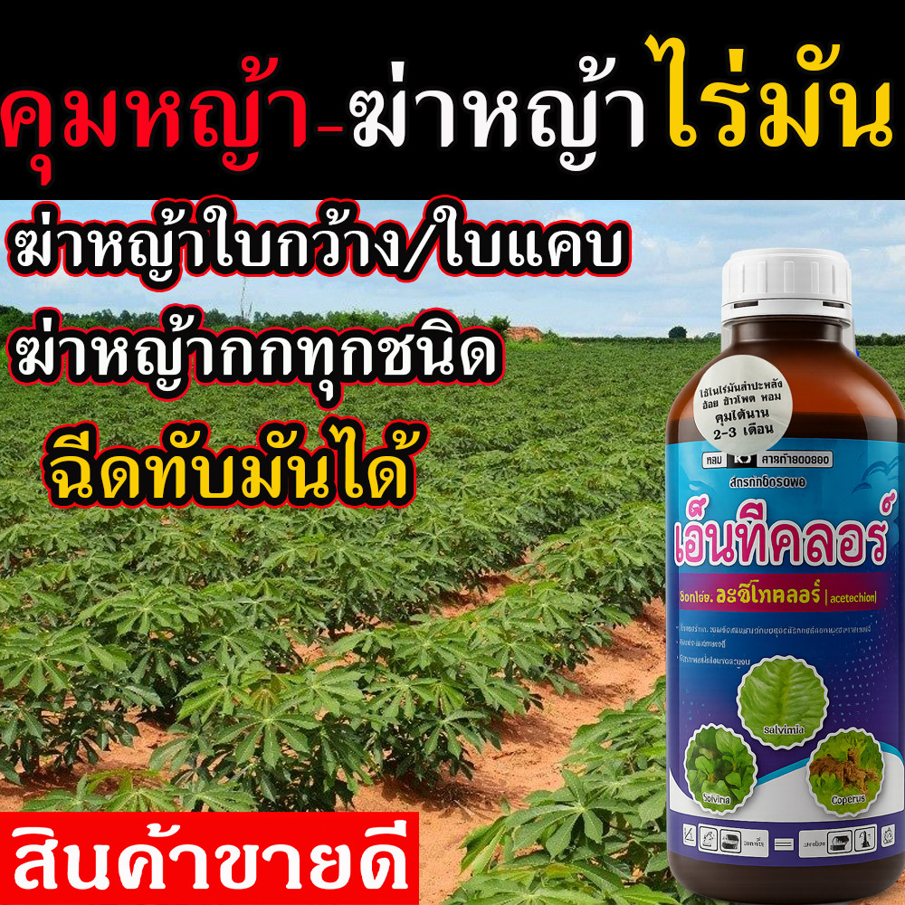 ยา ฆ่าหญ้ามันสำปะหลัง (ฉีดทับมันได้) คุมหญ้าในมัน ฆ่าไร่มัน คุมหญ้ามัน ฆ่าหญ้าในไร่มัน 1 ลิตร