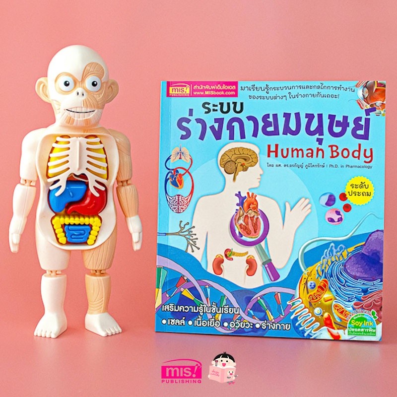 หนังสือระบบร่างกายมนุษย์ ระดับประถม พร้อมโมเดล Human Body และการ์ดคำศัพท์อังกฤษ-ไทย อวัยวะภายใน 11 ใบ