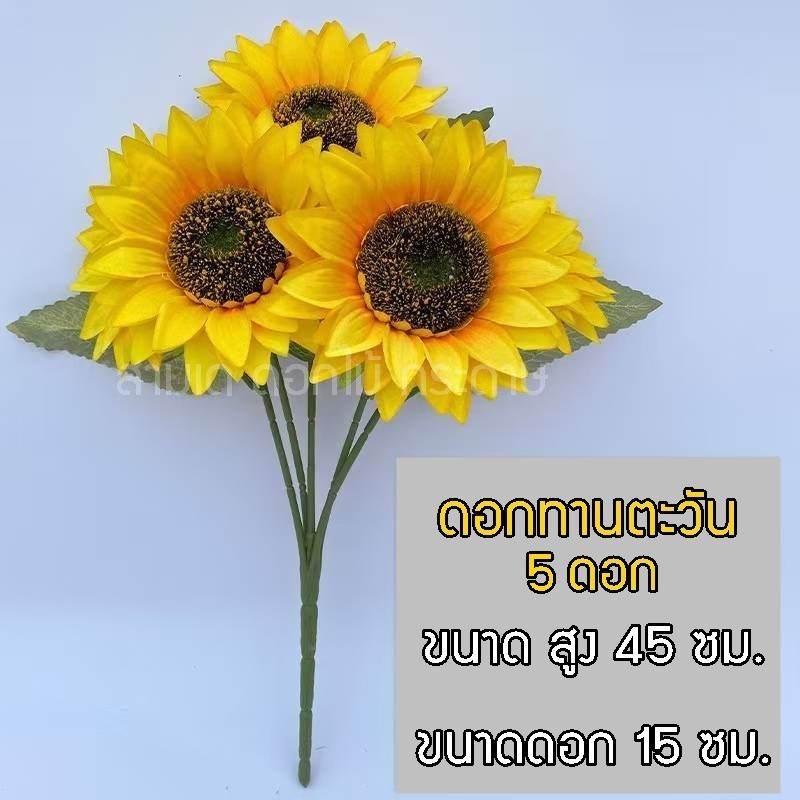!ดอกทานตะวัน ดอกใหญ่ 5ดอก 7ดอก สวยมาก