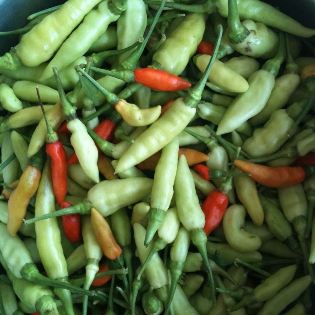 พริกกะเหรี่ยงเมล็ดพันธุ์ 30-70 เมล็ด มีคู่มือปลูก โตไว อัตรางอกดี ผลดก เก็บได้นาน (10แถม1)