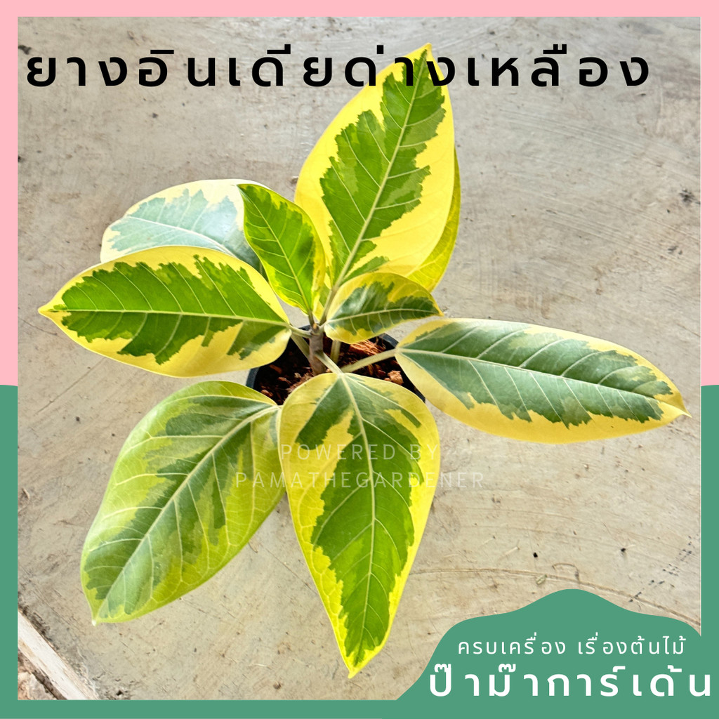 ยางอินเดียด่างเหลือง ส่งพร้อมกระถาง