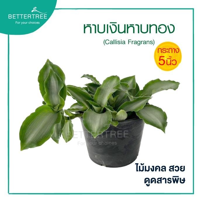 หาบเงินหาบทอง กระถาง 5 นิ้วไม้ ไม้มงคล ไม้ฟอกอากาศ ไม้ร่ม