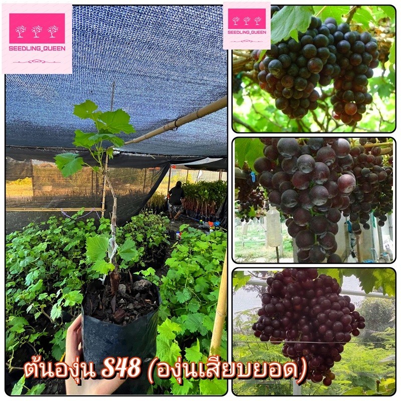 ต้นองุ่น S48องุ่นเสียบยอดต้นสูงประมาณ 50 ถึง 60 เซนติเมตร_nhos48