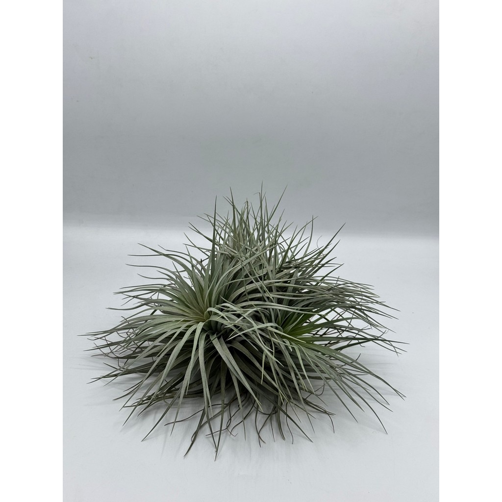 มุมมอง 2