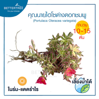 คุณนายไฮโซ (จำนวน 1 ต้น) เลี้ยงน้ำได้ ไม้ฟอกากาศไม้มงคล