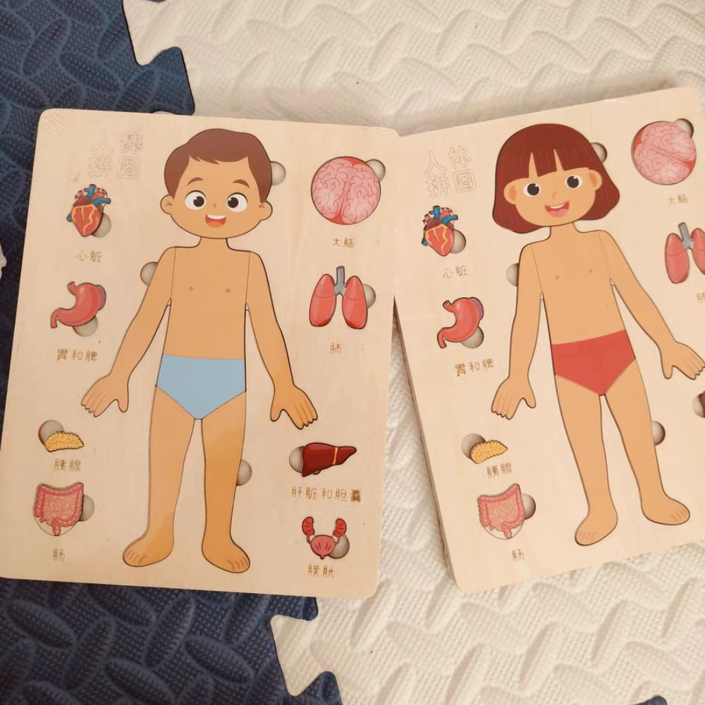 Huimao ไม้ปริศนาร่างกายมนุษย์, หลายชั้นชายหญิงปริศนาโครงสร้างร่างกาย, กิจกรรม Busy Board Montessori แผงของเล่นการศึกษา Anatomy จิ๊กซอว์เรียนรู้ชิ้นส่วนร่างกาย