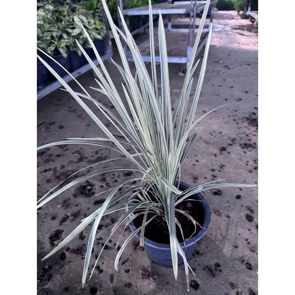 มุมมอง 4