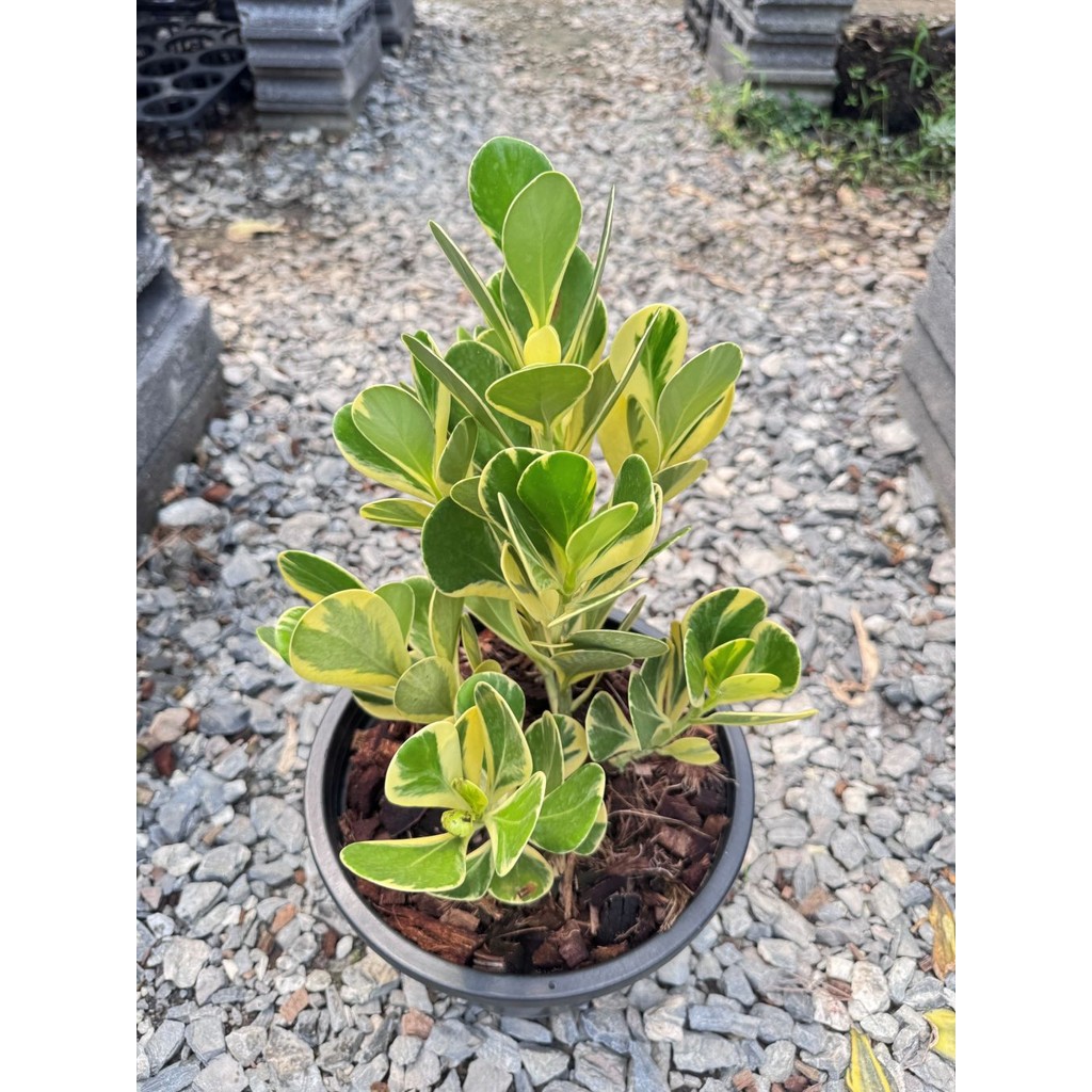 มุมมอง 7