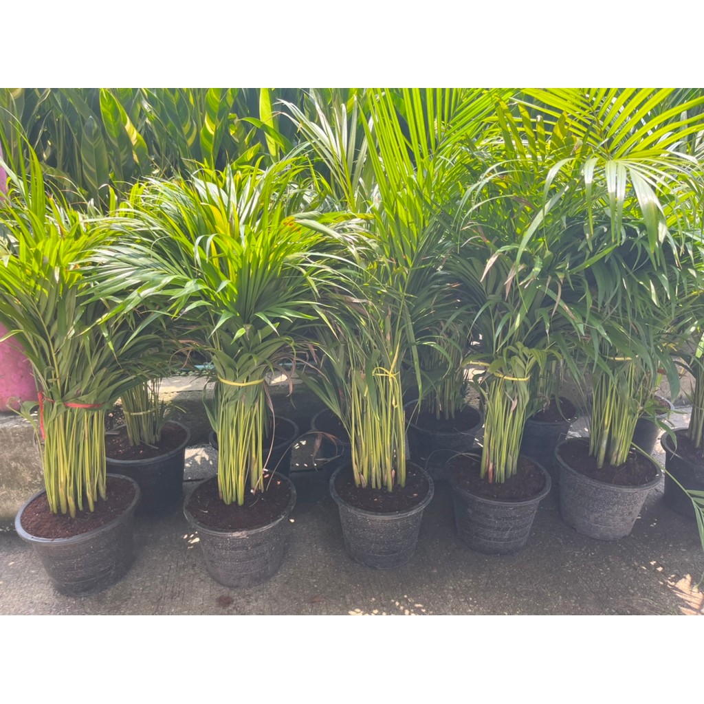 ต้นหมากเหลือง กระถาง 11 นิ้ว สูง 60-80 ชม.