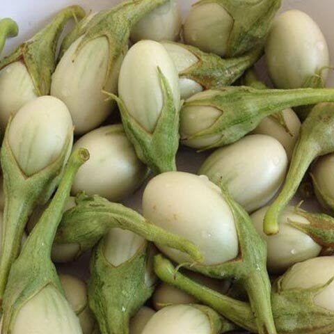 มะเขือไข่เต่าขาวเมล็ดพันธุ์ 40-100 เมล็ด งอกดี โตไว ปลูกง่ายในดินร่วน แดดจัด น้ำดี (10แถม1คละได้) - รูปที่ 3