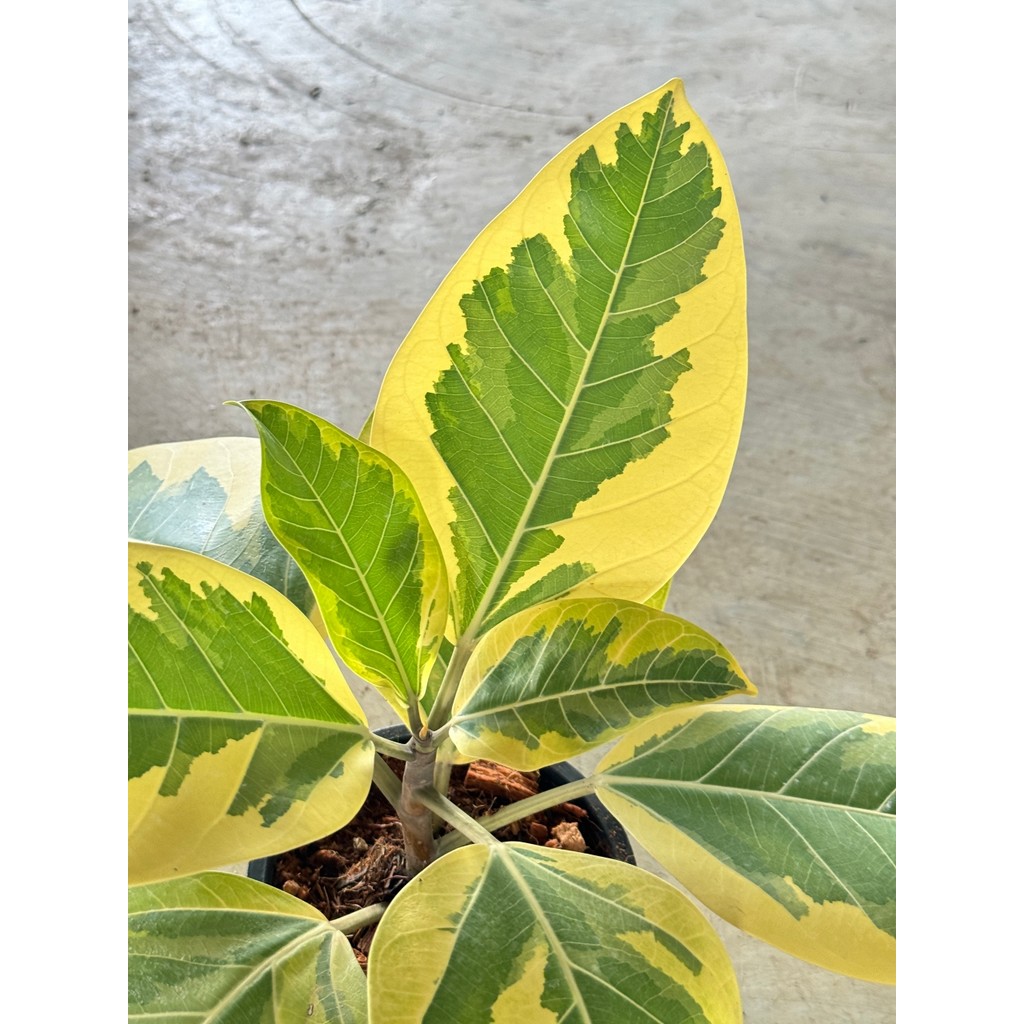 มุมมอง 5