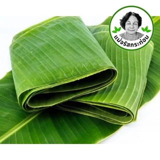 🍌🌿 ใบตองสด Fresh Banana Leaves ใบกล้วยน้ำว้า 1 กิโล จากสวนปลอดสารพิษ ใช้ห่อขนม ทำกระทง