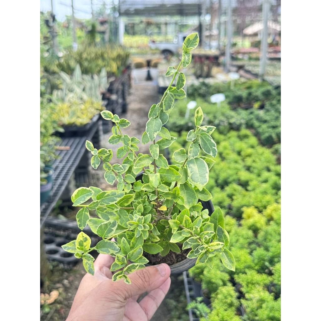 มุมมอง 3