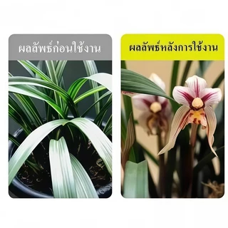 สารอาหารสำหรับพืช 18 ชิ้น / ปุ๋ยแท่ง ละลายช้า เร่งโต เร่งงาม ผลไม้ และผัก ส่งจากไทย