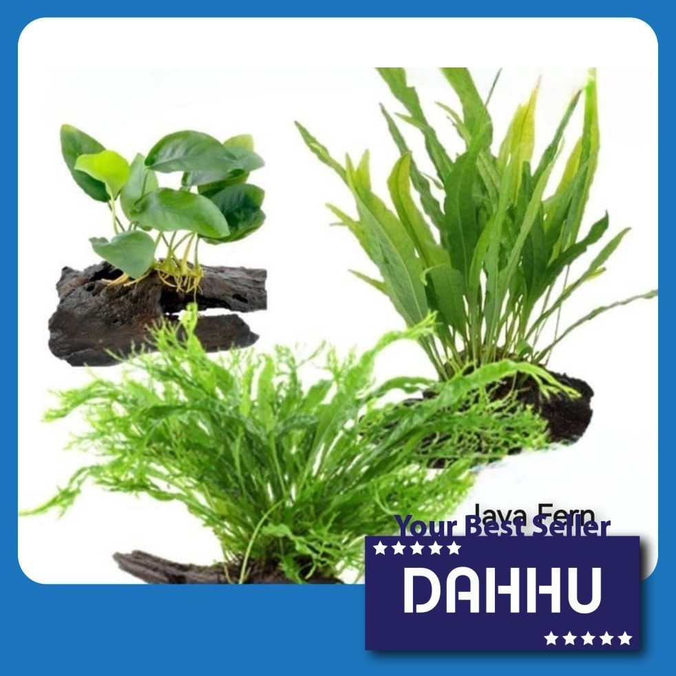 Aquarium Live Aqua Plants On Wood Anubias Nana /Java Fern / Windelov พร้อม driftwood Easy Care Water