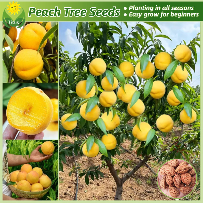 เม็ดพันธุ์ ลูกพีช เมล็ดพีช บรรจุ 5เมล็ด Sweet Peach Tree Seeds ผลไม้เขตร้อน บอนสี เมล็ดผลไม้ ต้นไม้ผลกินได้ พันธุ์ไม้ผล