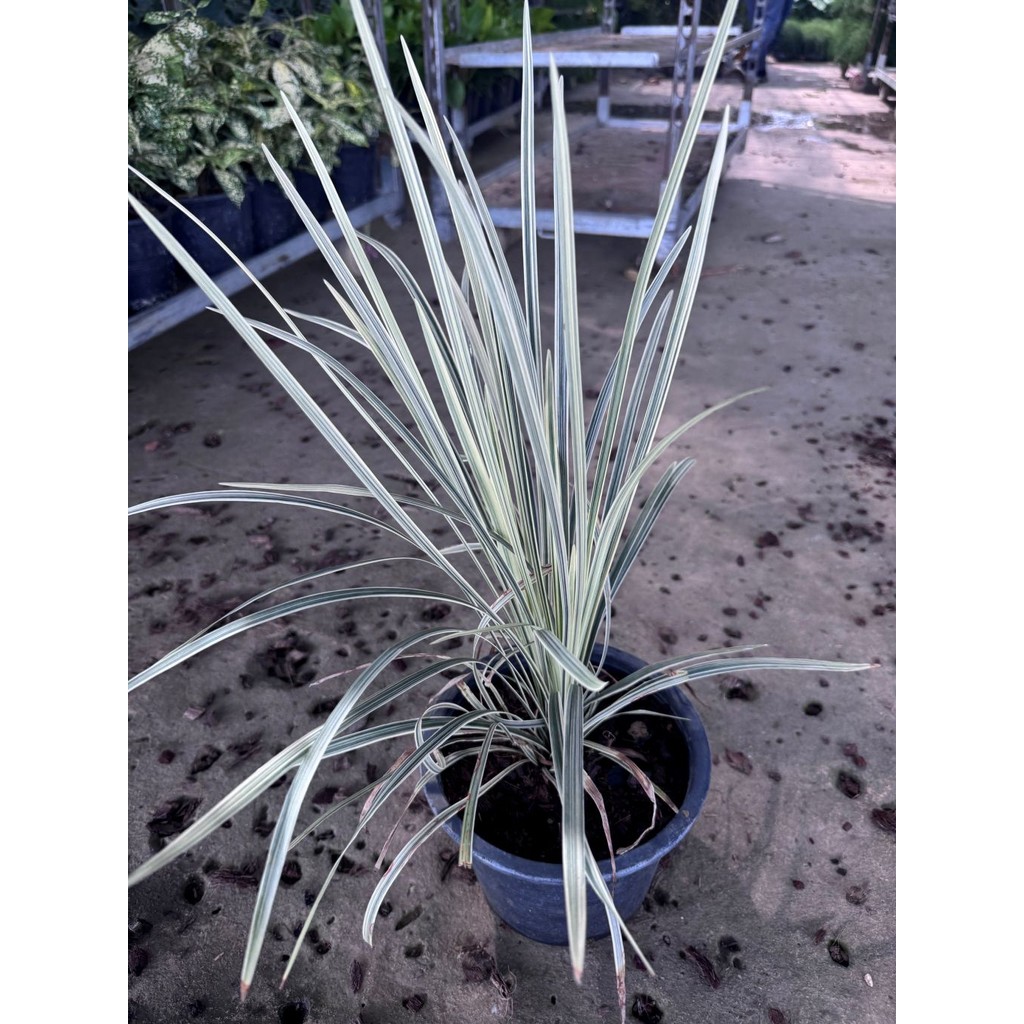 มุมมอง 3