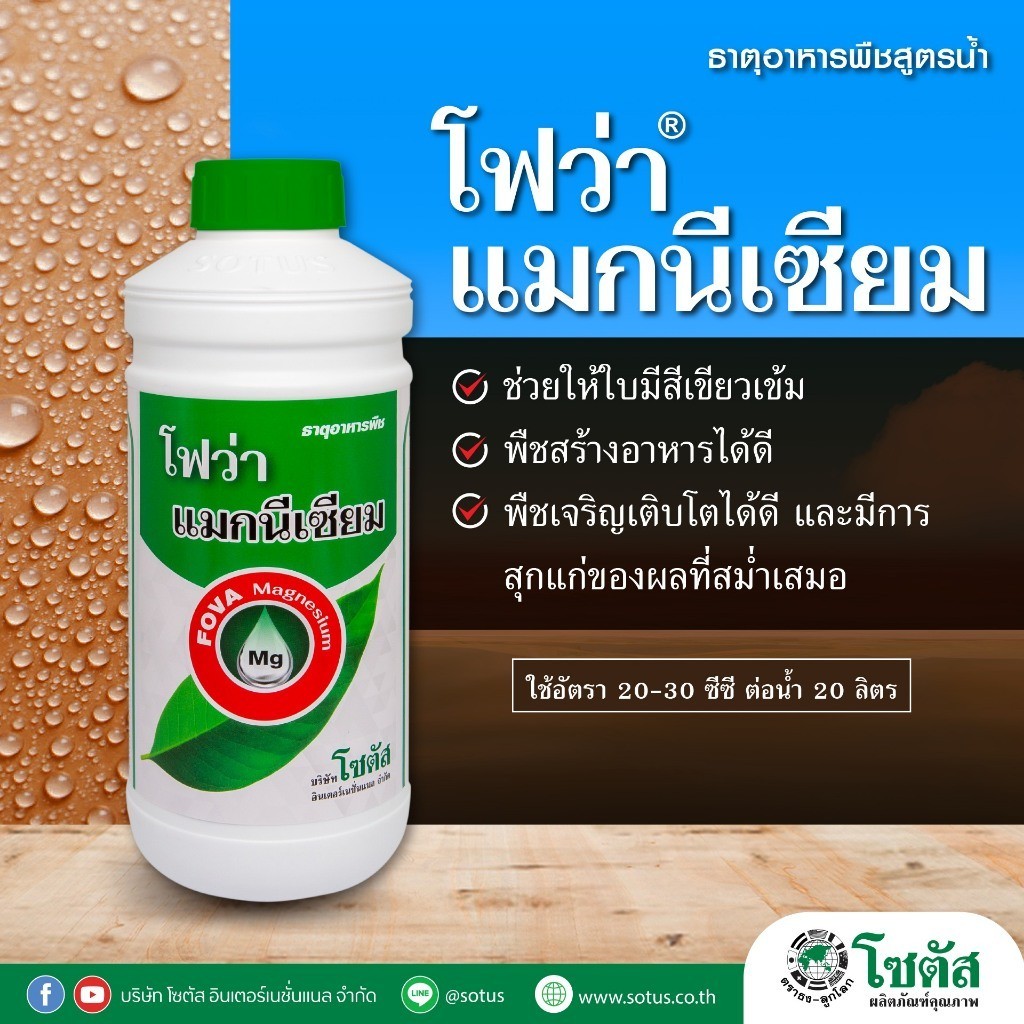 [1ลิตร][โซตัส] โฟว่า แมกนีเซียม 1 ลิตร ช่วยให้ใบมีสีเขียวเข้ม พืชสร้างอาหารได้ดี ผลสุกแก่สม่ำเสมอ เห็นผลเร็ว
