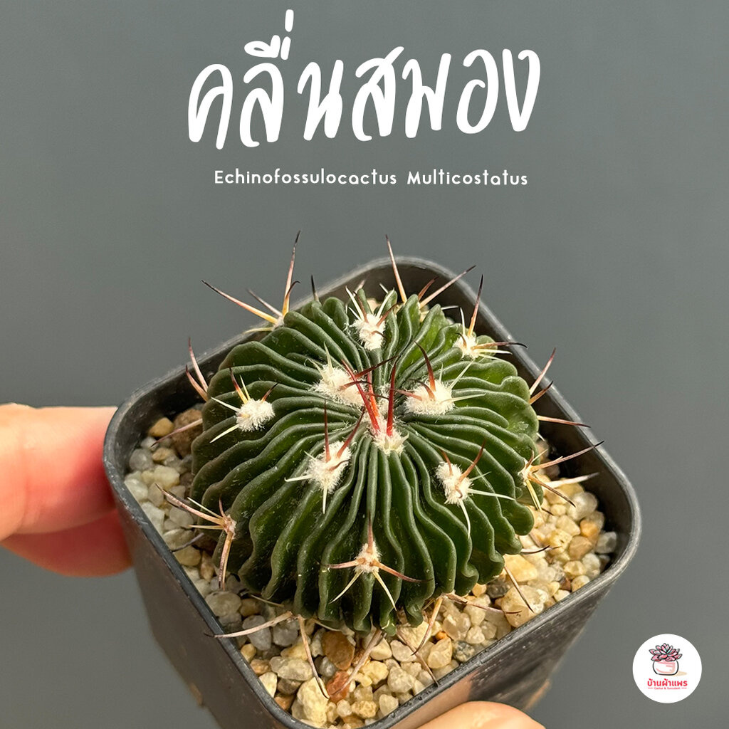 คลื่นสมอง Echinofossulocactus Multicostatus แคคตัส กระบองเพชร cactus&succulent