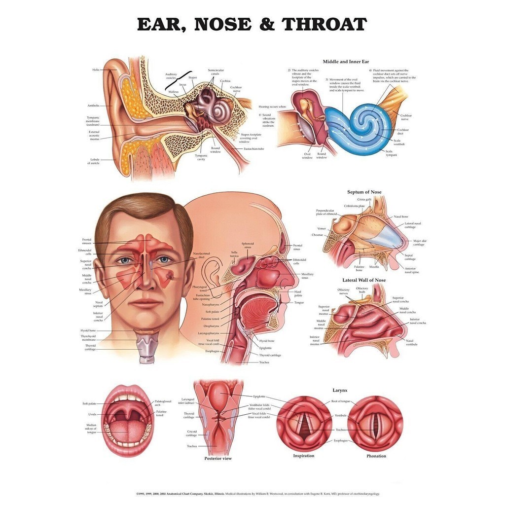 1 Piece Poster NEW ANATOMY OF THE EARS NOSE & THROAT DIAGRAM CHART Art Film Print Silk Poster Home W