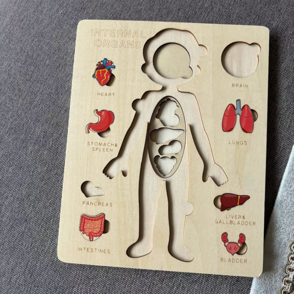 Huimao ไม้ปริศนาร่างกายมนุษย์, หลายชั้นชายหญิงปริศนาโครงสร้างร่างกาย, กิจกรรม Busy Board Montessori แผงของเล่นการศึกษา Anatomy จิ๊กซอว์เรียนรู้ชิ้นส่วนร่างกาย