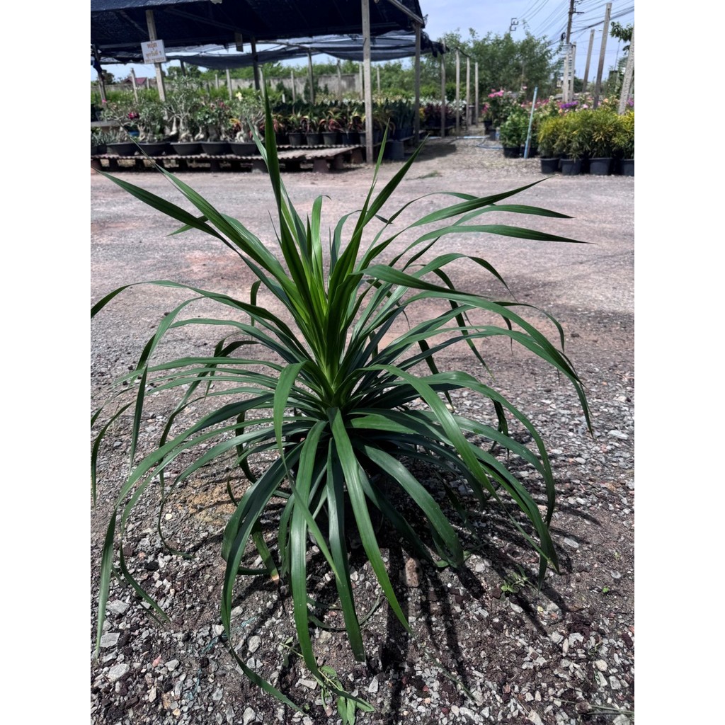 มุมมอง 2