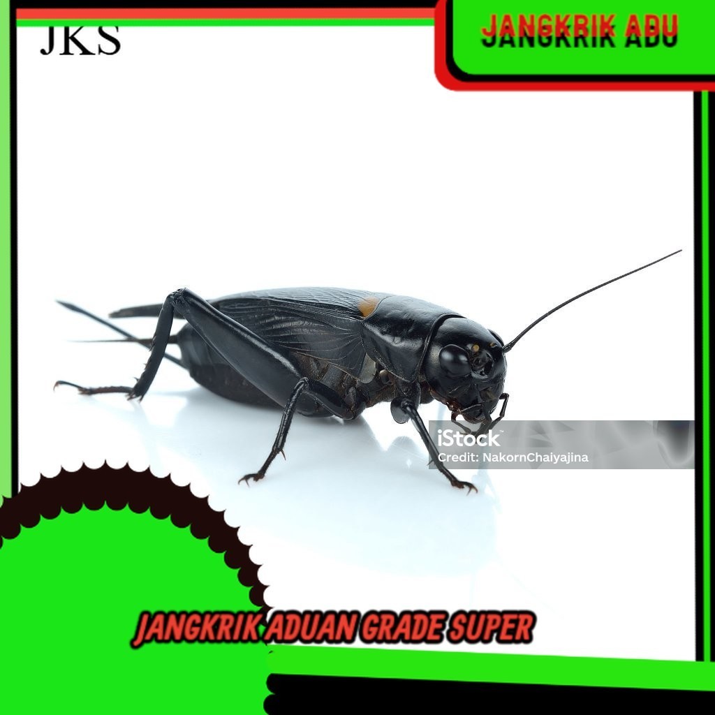 ขนาดใหญ่ GARUT CRICKETS JKK จิ้งหรีดต่อสู้สดพร้อมกรง / จิ้งกงจิ้งหรีด / สร้อยคอจิ้งหรีด / จิ้งหรีดนา