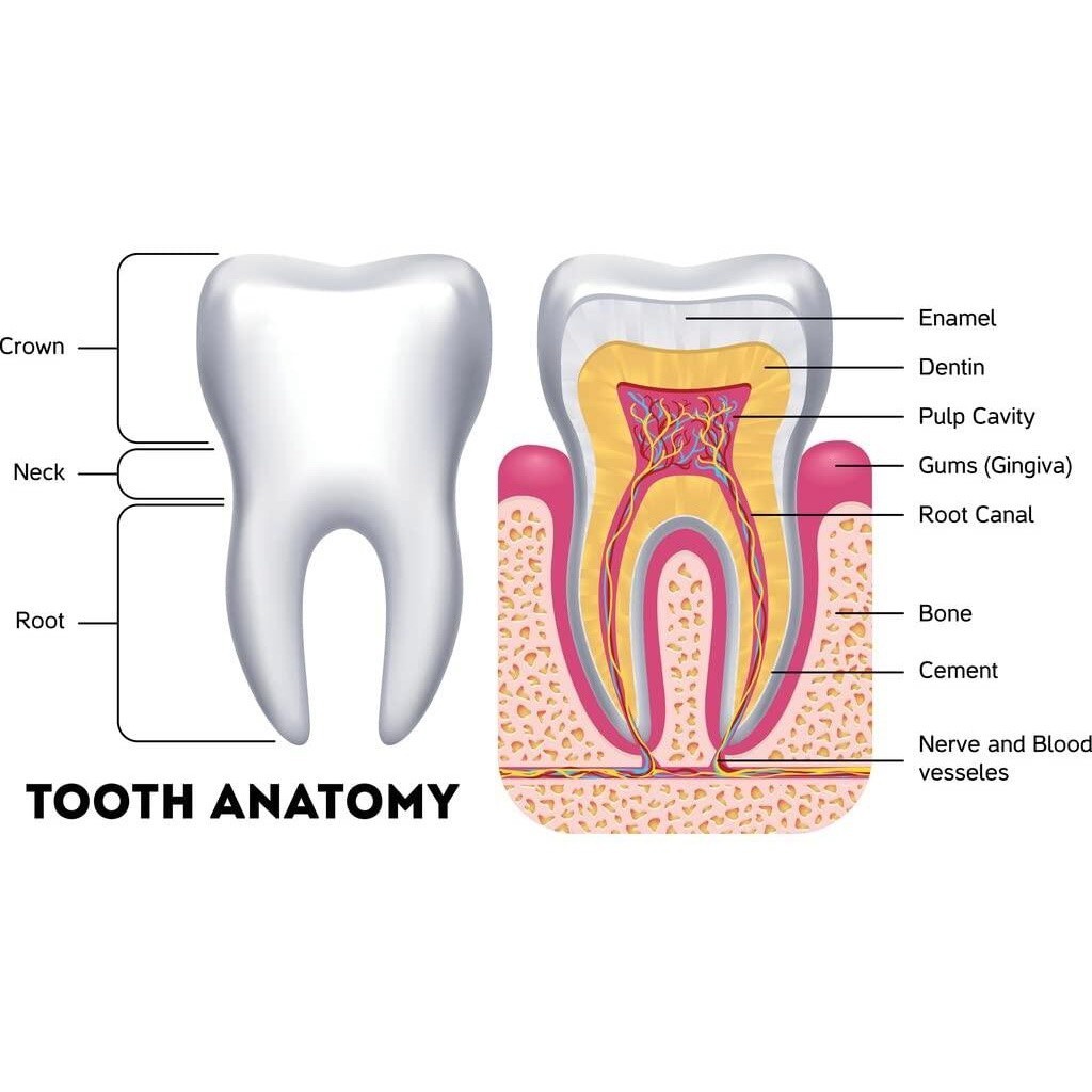1 Piece Poster Human Tooth Anatomy Cross Section Educational Dental Diagram Chart Cool Wall Decor Ar