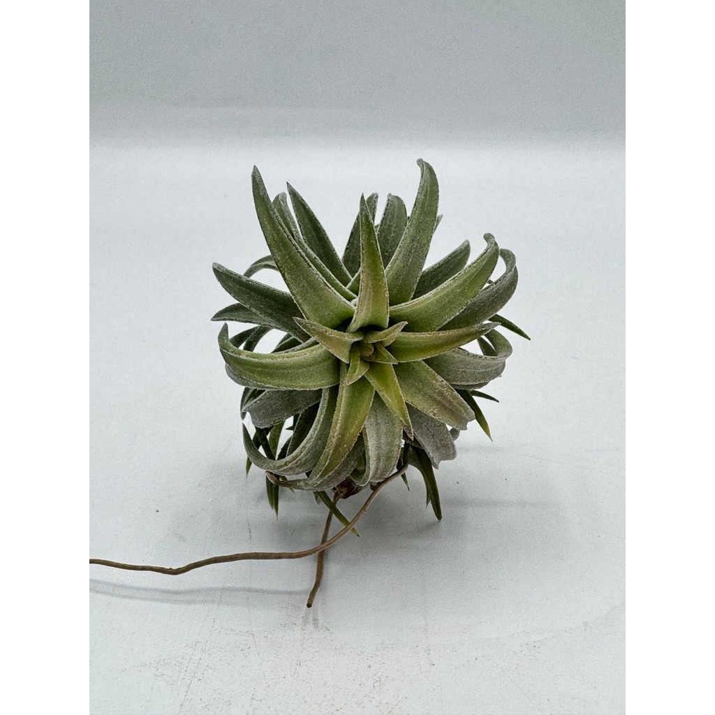 มุมมอง 5