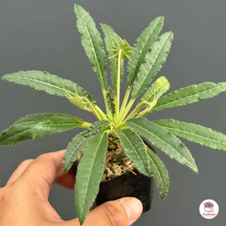 มะพร้าวทะเลทราย Dorstenia sp. ไม้อวบน้ำ กุหลาบหิน cactus&succulent