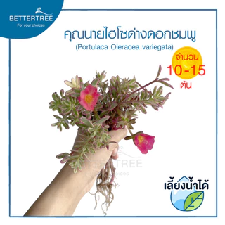 คุณนายไฮโซ (จำนวน 1 ต้น) เลี้ยงน้ำได้ ไม้ฟอกากาศไม้มงคล