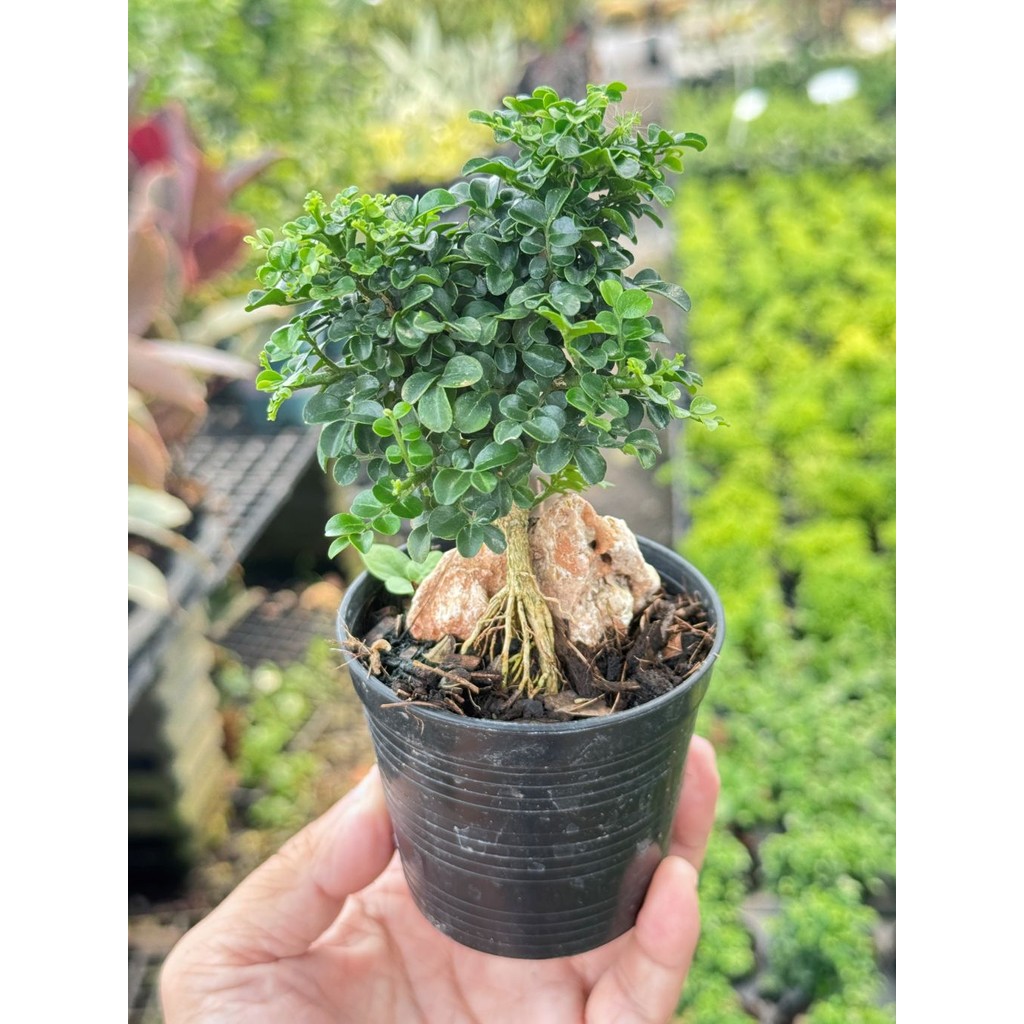 มุมมอง 2