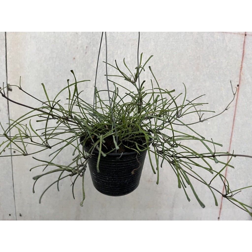 โฮย่าแมงมุม  Hoya retusa ส่งพร้อมกระถาง 4 นิ้ว