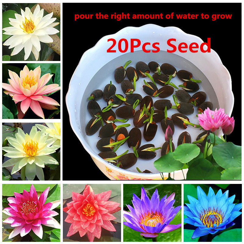 10 seeds ปลูกบัวชาม 7 สี ดอกไม้ไฮโดรโปนิกส์หลากสี ไฮโดรโปนิกส์ ปลูกบัวสี่ฤดู