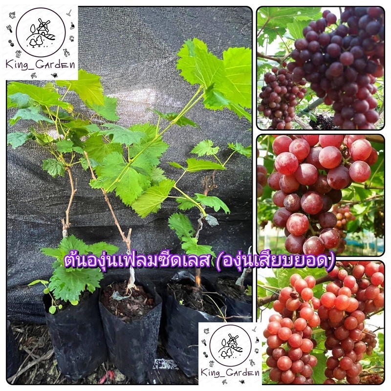 ต้นองุ่นเฟลมซีดเลสองุ่นเสียบยอดต้นสูงประมาณ 50 ถึง 60 เซนติเมตร_nhoflamekhonghat