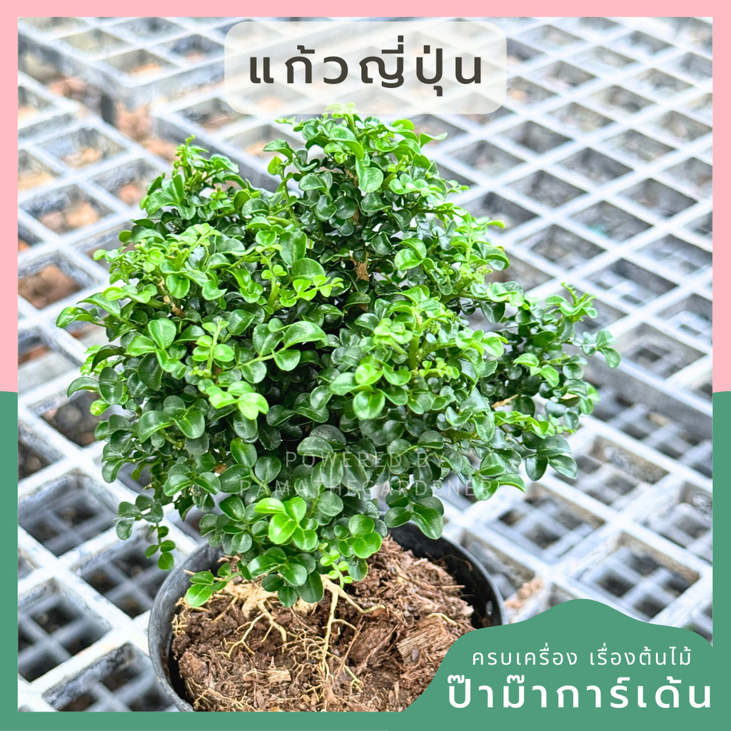 มุมมอง 2