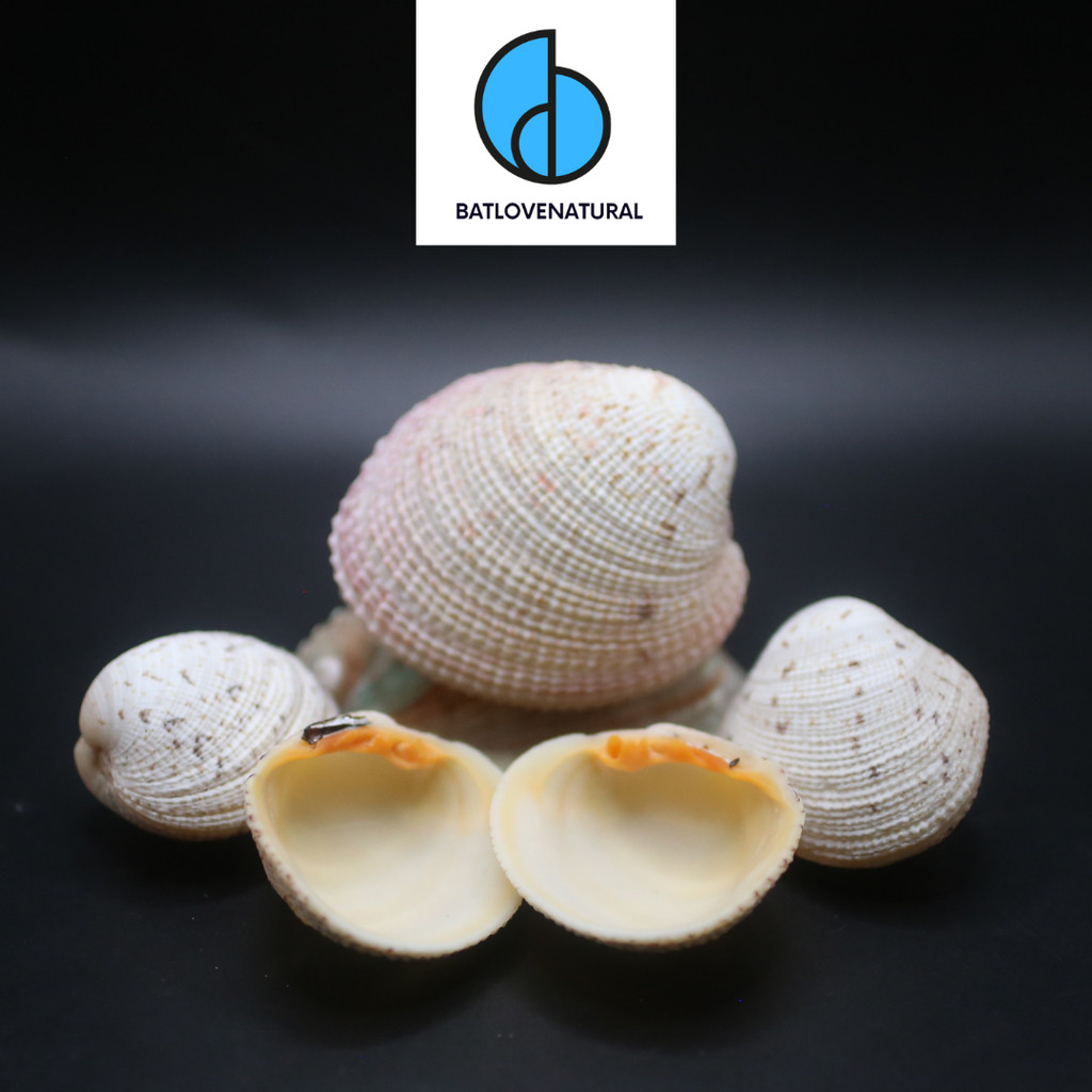 Peripglypta Reeticulata seashells - BATLOVENATURAL - เปลือกหอยตกแต่งหลายขนาด - เปลือกหอยสวยงาม