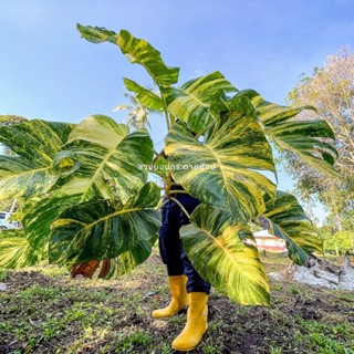 พลูด่าง พลูยักษ์ พลูด่างยักษ์ ใบฉีก🔰   กิ่งใหญ่ รากแน่น พร้อ…