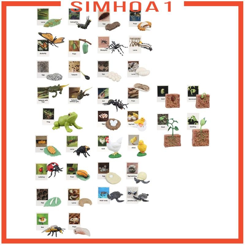 [Simhoa1] Life Cycle Figurines ของเล่น Early Education สัตว์ Growth Cycle Figures สําหรับ