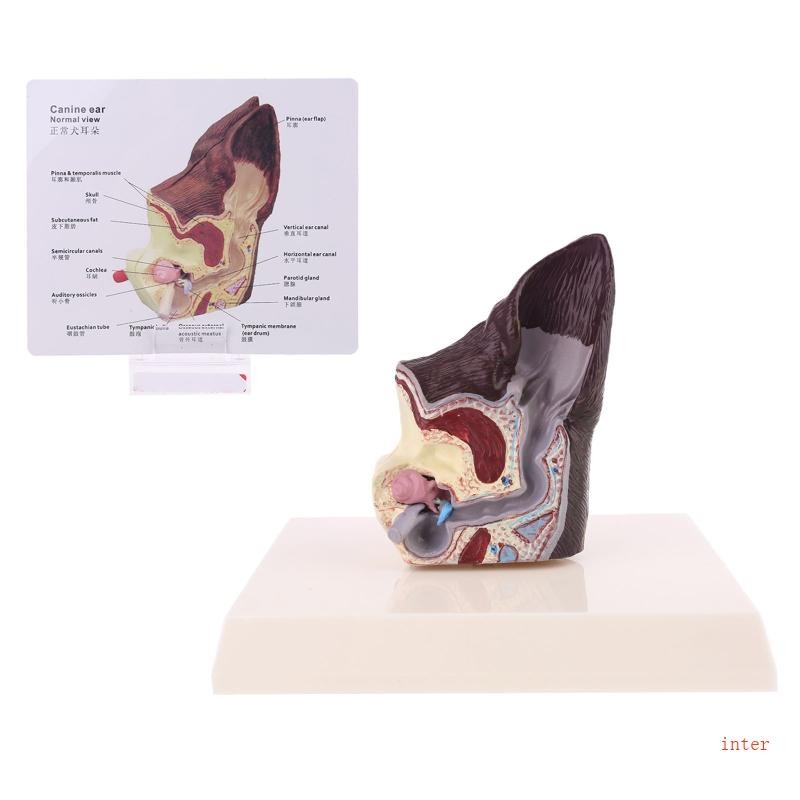 Inter สุนัขหู Lesion สัตว์ Anatomical รุ่น Veterinary วิทยาศาสตร์ Aids สอนสัตว์เลี้ยง Canine Research