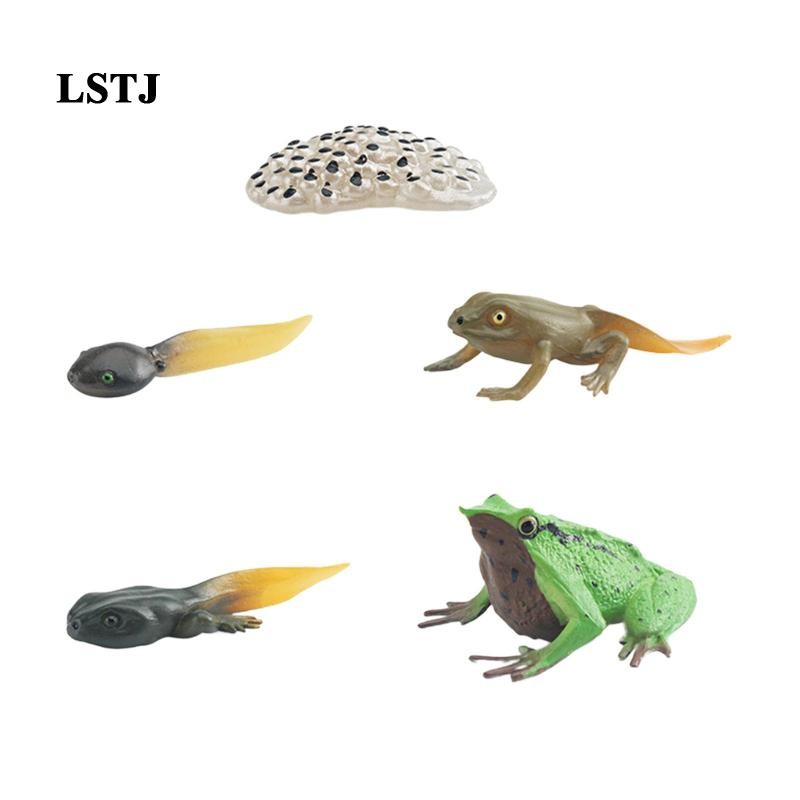 [Lstjj] Frog Growth Cycle ตุ๊กตาสัตว์ของเล่นสําหรับเด็กอายุ 3 ถึง 6 ช่วยสอนวิทยาศาสตร์