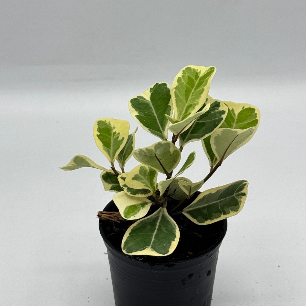 มุมมอง 3