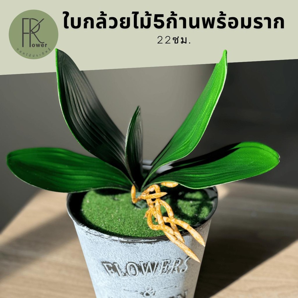 ใบกล้วยไม้ ใบกล้วยไม้พร้อมราก ช่อใบไม้ประดิษฐ์ 5ใบ ใบไม้ตกแต่งบ้าน ของตกแต่งงาน ของตกแต่งคาเฟ่
