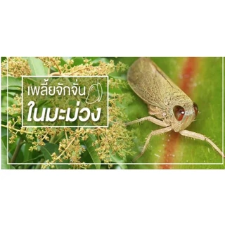 เอราโทเอต โอเมโทเอต ขนาด 1 ลิตร หนอนกอข้าว ไรเพลี้ยอ่อน หนอนชอนใบ เพลี้ยแป้ง เพลี้ยไฟ เพลี้ยหอย แมลงวันทอง #เอราวัณ