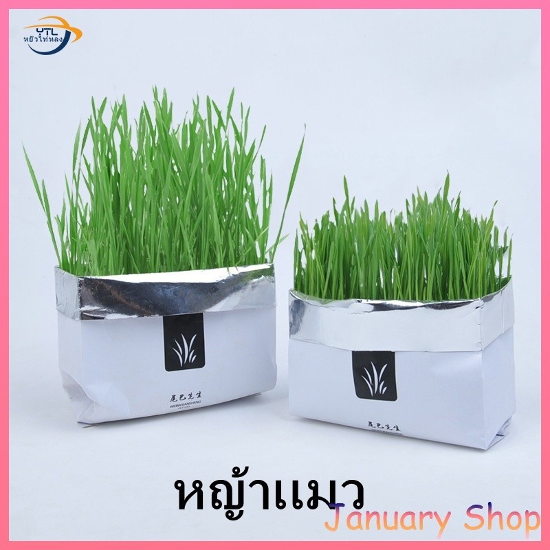 ออแกนิกส์ สำหรับ หมา แมว หนู กระต่าย นก และสัตว์กินหญ้าอื่นๆชุดปลูกหญ้าแมว แบบถุงปลูกง่ายแค่เติมน้ำ ต้นอ่อนข้าวสาลี