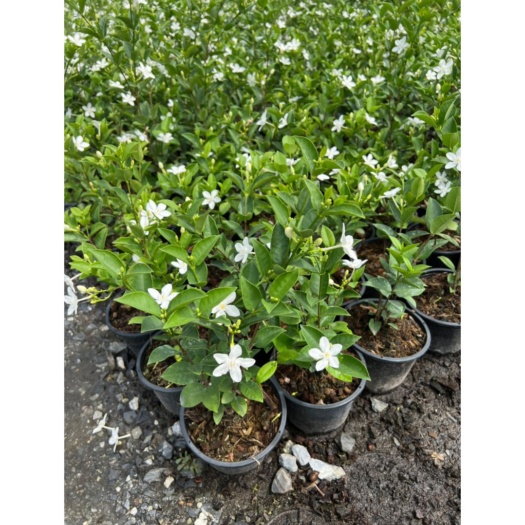 พุดศุภโชคอาทิตยา กระถาง 5 นิ้ว