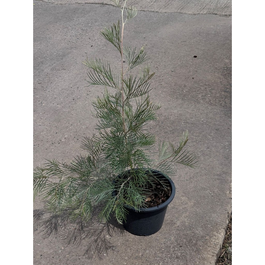 มุมมอง 3