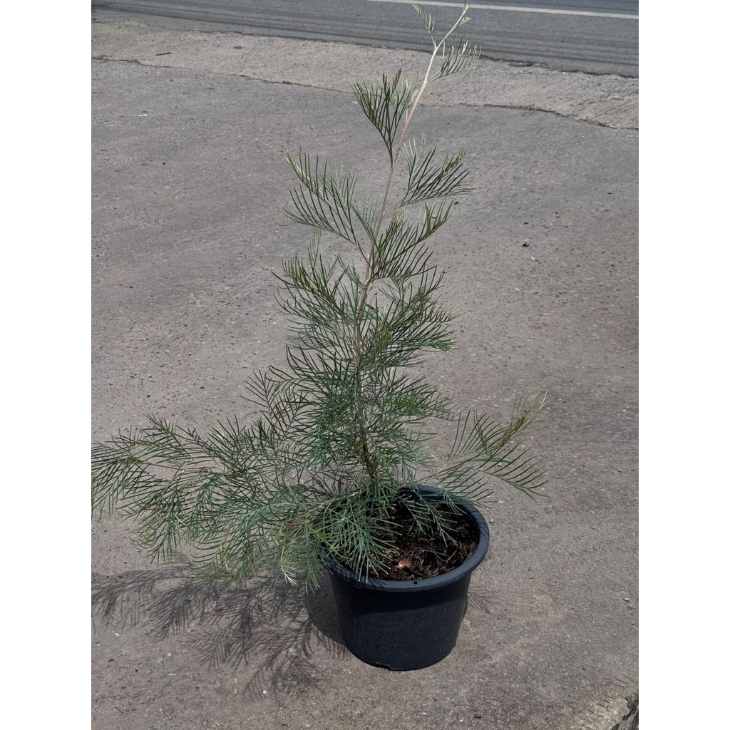 มุมมอง 4